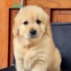 Chó Golden Vàng Kim Đực Mã GD269