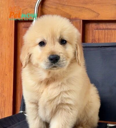 Chó Golden Vàng Kim Đực Mã GD269