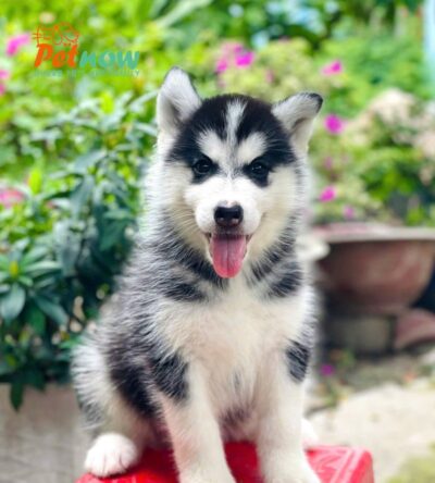 Chó Husky Đen Trắng Cái Mã HK270