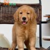 Chó Golden Vàng Đậm Cái Mã GD272