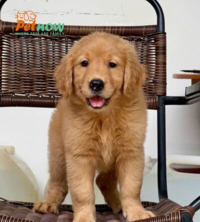 Chó Golden Vàng Đậm Cái Mã GD272