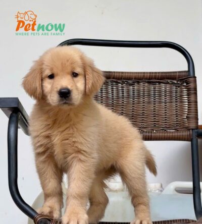 Chó Golden Vàng Đậm Đực Mã GD271