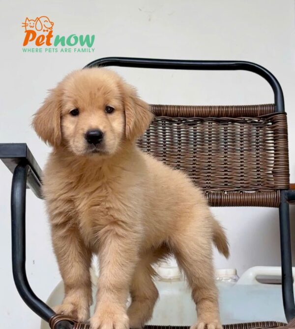 Chó Golden Vàng Đậm Đực Mã GD271