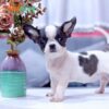 Chó Chihuahua Màu Bò Sữa Cái Mã CH273