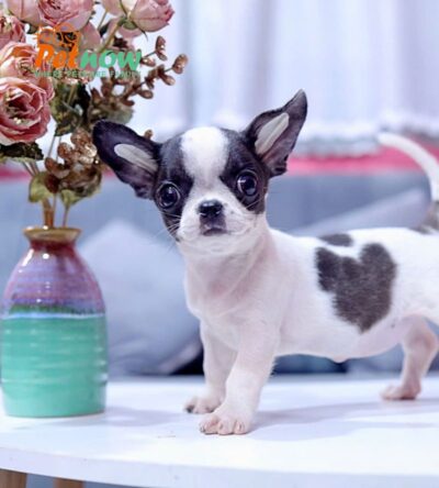 Chó Chihuahua Màu Bò Sữa Cái Mã CH273