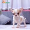 Chó Chihuahua Màu Bò Sữa Vàng Đầu Táo Đực Mã CH274