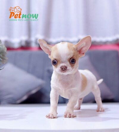 Chó Chihuahua Màu Bò Sữa Vàng Đầu Táo Đực Mã CH274