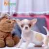 Chó Chihuahua Màu Bò Vàng Cái Mã CH275