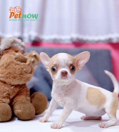 Chó Chihuahua Màu Bò Vàng Cái Mã CH275