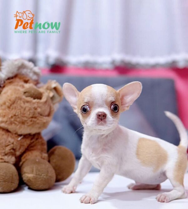 Chó Chihuahua Màu Bò Vàng Cái Mã CH275