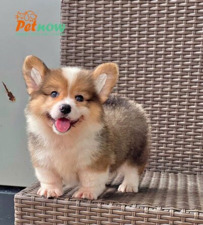 Chó Corgi Lông Dài Màu Tricolor Đực Mã CG290