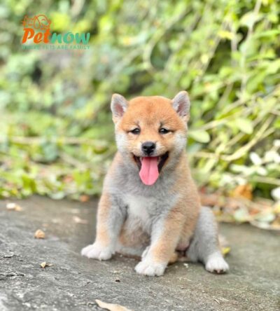 Chó Shiba Inu Màu Vàng Trắng Đực Mã SB276