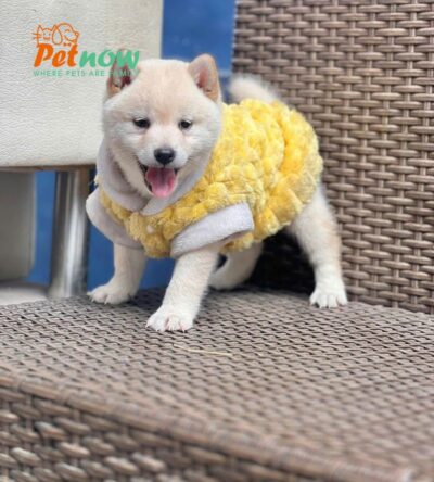 Chó Shiba Inu Màu Trắng Cái Mã SB277