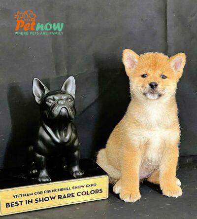Chó Shiba Inu Màu Vàng Trắng Đực Mã SB278