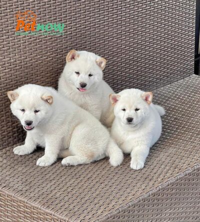 Chó Shiba Inu Màu Trắng Tạng Gấu Đực Mã SB279