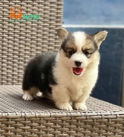 Chó Corgi Màu Tricolor Mập Lùn Đực Mã CG280