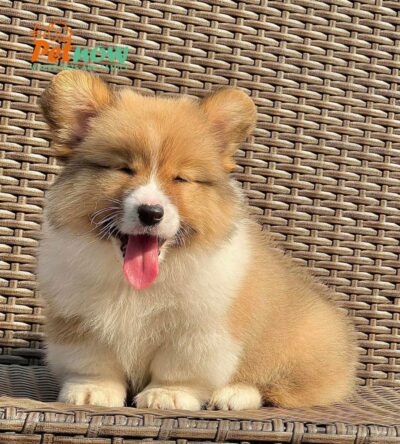 Chó Corgi Fluffy Màu Vàng Trắng Lông Dài Siêu Mập Đực Mã CG282