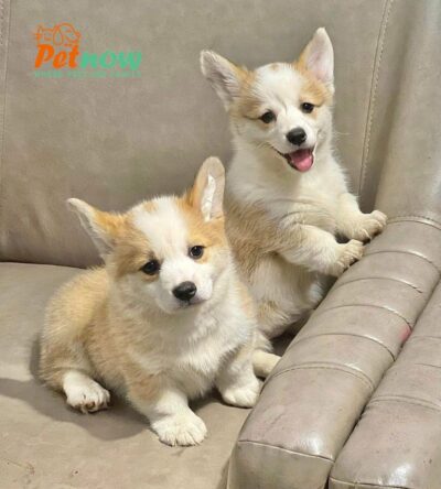 Chó Corgi Màu Vàng Trắng Lông Ngắn Đực Mã CG283