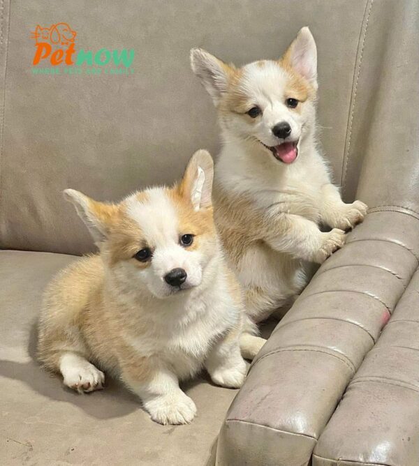 Chó Corgi Màu Vàng Trắng Lông Ngắn Đực Mã CG283