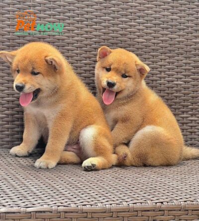 Chó Shiba Nhật Bản Màu Vàng Đực Mã SB284