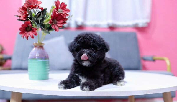 Chó Pooodle Cái Đen có Yếm, Chân Vớ trắng size TinyTeacup Mã PD167