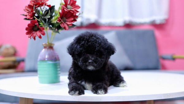 Chó Pooodle Cái Đen có Yếm, Chân Vớ trắng size TinyTeacup Mã PD167