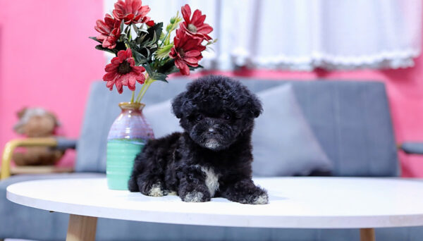 Chó Pooodle Cái Đen có Yếm, Chân Vớ trắng size TinyTeacup Mã PD167