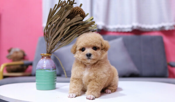 Chó Pooodle Tiny Đực vàng mơ, Lông siêu dày Mã PD168
