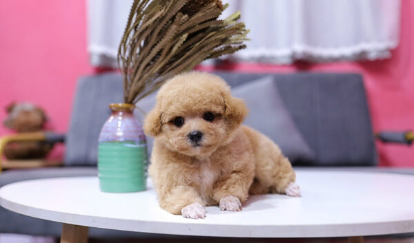 Chó Pooodle Tiny Đực vàng mơ, Lông siêu dày Mã PD168