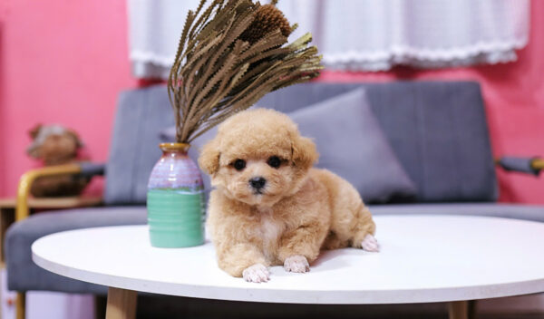 Chó Pooodle Tiny Đực vàng mơ, Lông siêu dày Mã PD168