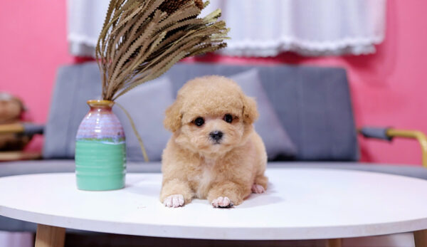 Chó Pooodle Tiny Đực vàng mơ, Lông siêu dày Mã PD168