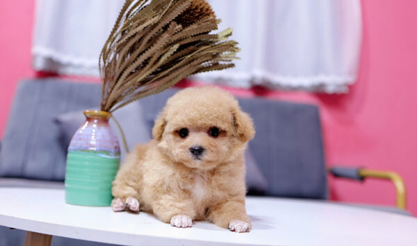 Chó Pooodle Tiny Đực vàng mơ, Lông siêu dày Mã PD168