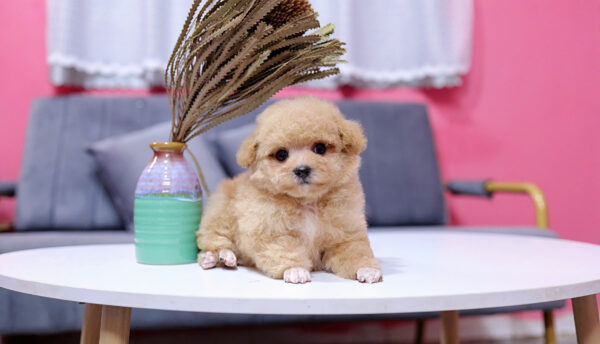 Chó Pooodle Tiny Đực vàng mơ, Lông siêu dày Mã PD168