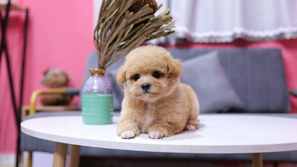 Chó Pooodle Tiny Đực vàng mơ, Lông siêu dày Mã PD168