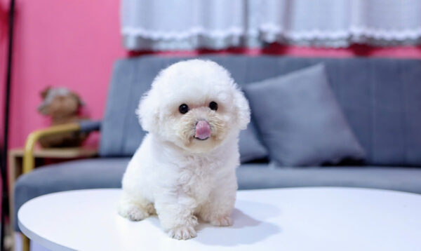 Chó Pooodle Đực màu Trắng, Chân lùn size Tiny Mã PD169
