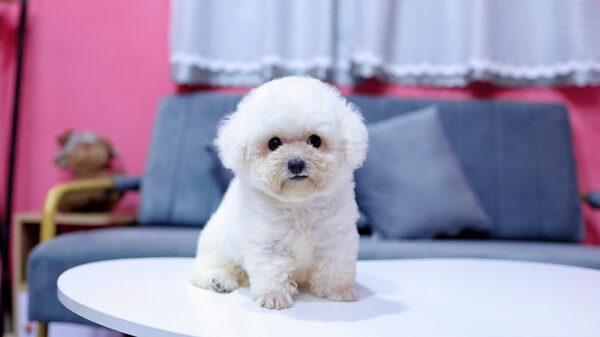 Chó Pooodle Đực màu Trắng, Chân lùn size Tiny Mã PD169
