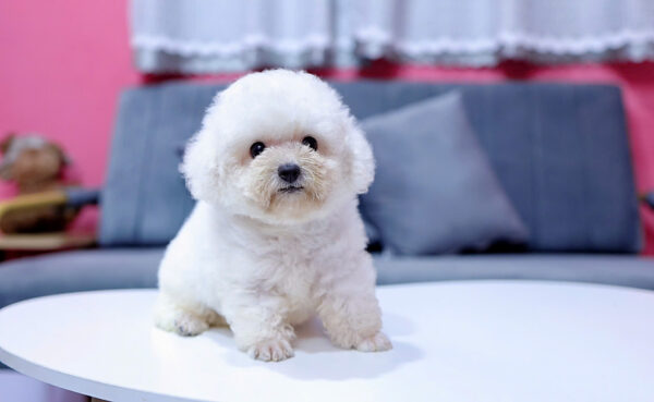 Chó Pooodle Đực màu Trắng, Chân lùn size Tiny Mã PD169