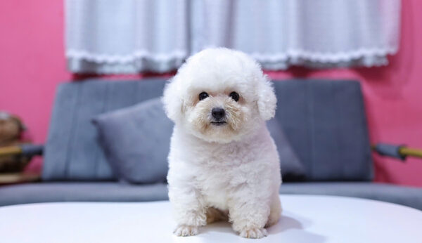 Chó Pooodle Đực màu Trắng, Chân lùn size Tiny Mã PD169