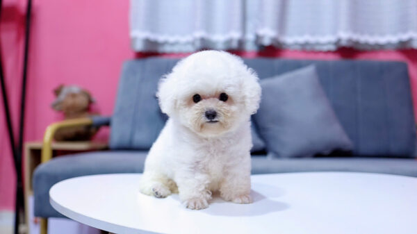Chó Pooodle Đực màu Trắng, Chân lùn size Tiny Mã PD169