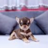 Chó Chihuahua Đực Màu Chocolate Tricolor Mã CH170