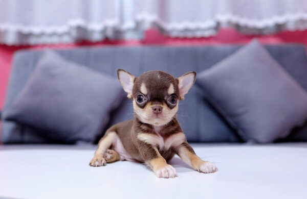 Chó Chihuahua Đực Màu Chocolate Tricolor Mã CH170