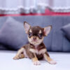 Chó Chihuahua Đực Màu Chocolate Tricolor Mã CH170