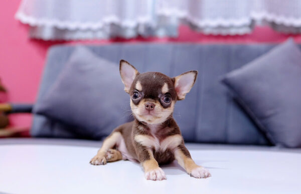 Chó Chihuahua Đực Màu Chocolate Tricolor Mã CH170