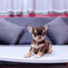 Chó Chihuahua Đực Màu Chocolate Tricolor Mã CH170