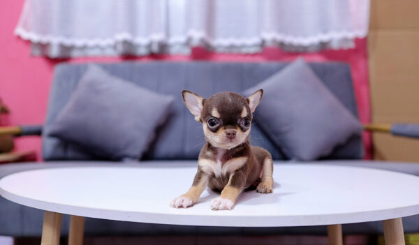 Chó Chihuahua Đực Màu Chocolate Tricolor Mã CH170