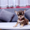 Chó Chihuahua Đực Màu Chocolate Tricolor Mã CH170