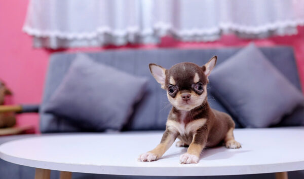 Chó Chihuahua Đực Màu Chocolate Tricolor Mã CH170