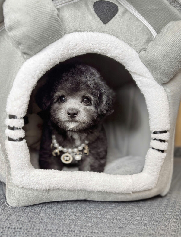 Chó Poodle Đực Màu Xám Size Tiny Mặt Nạ Trắng Mã PD172