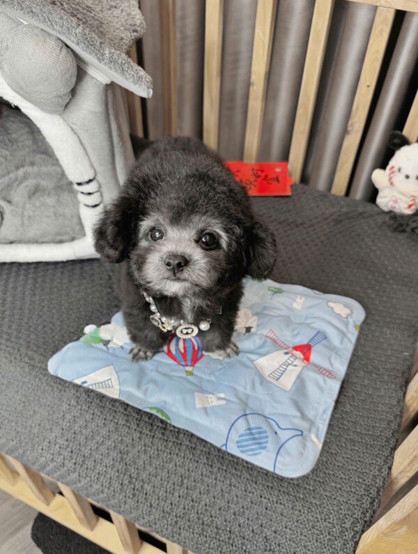 Chó Poodle Đực Màu Xám Size Tiny Mặt Nạ Trắng Mã PD172