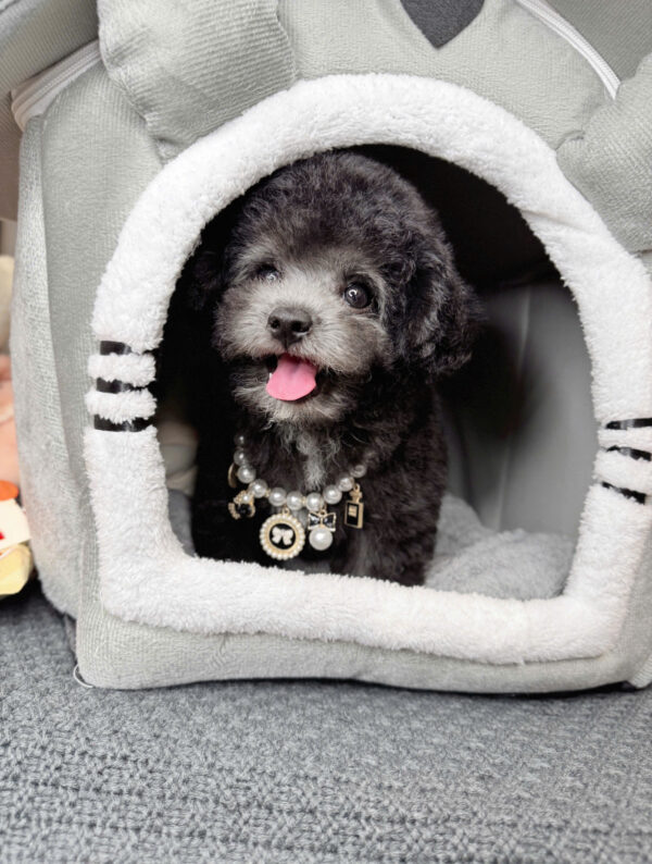Chó Poodle Đực Màu Xám Size Tiny Mặt Nạ Trắng Mã PD172